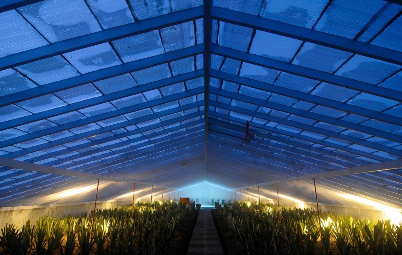 Herdade Do Ananas Ponta Delgada Exteriér fotografie
