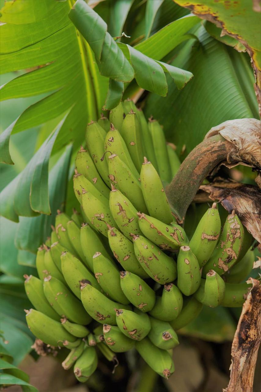 Herdade Do Ananas Ponta Delgada Exteriér fotografie