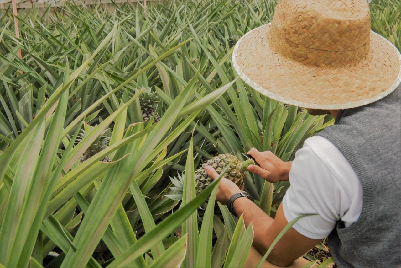 Herdade Do Ananas Ponta Delgada Exteriér fotografie