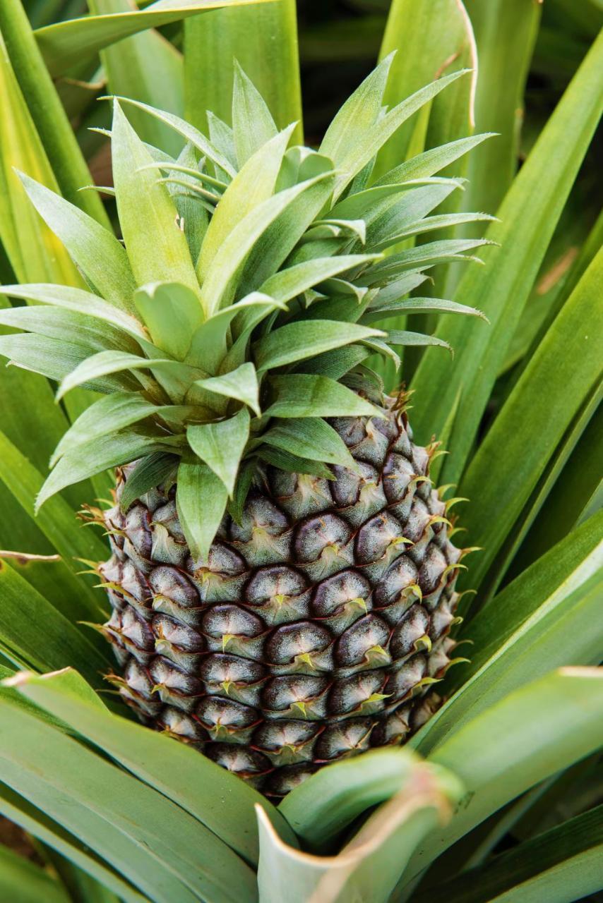 Herdade Do Ananas Ponta Delgada Exteriér fotografie